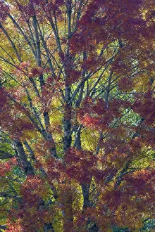 Images Dated 13th June 2022: USA, Washington State. Near Preston fall colored tree in bronze tones