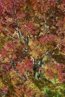 Images Dated 13th June 2022: USA, Washington State. Near Preston fall colored tree in bronze tones