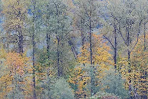 Images Dated 13th June 2022: USA, Washington State. Near Preston fall colored trees