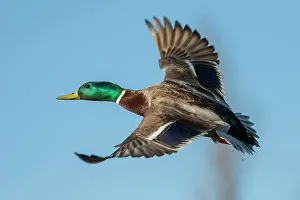 Drake Prints: USA, Washington State. Nisqually National Wildlife Refuge, mallard drake flying