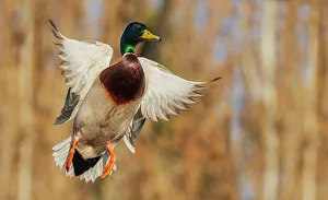 Drake Prints: USA, Washington State. Nisqually National Wildlife Refuge, mallard drake flying