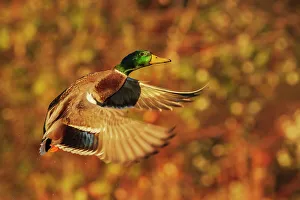 Drake Prints: USA, Washington State. Nisqually National Wildlife Refuge, mallard drake flying