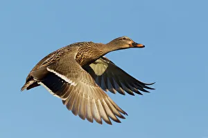 Images Dated 3rd December 2022: USA, Washington State. Nisqually National Wildlife Refuge, mallard hen in flight