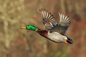 Drake Prints: USA, Washington State. Nisqually National Wildlife Refuge, mallard drake, autumn flight
