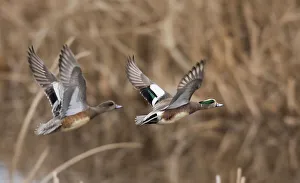 Wigeon Prints: USA, Washington State. Nisqually National Wildlife Refuge, American wigeon pair flying
