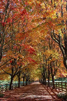 Golden Prints: USA, Washington State, North Bend. Fall color on maple tree lined driveway
