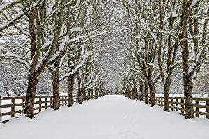 North Bend Prints: USA, Washington State, North Bend. Fresh snow fall on tree lined driveway