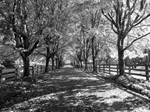 New Images August 2022 Prints: USA, Washington State, North Bend black and White maple tree lined driveway