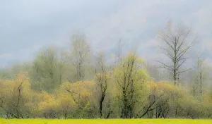 New Images August 2022 Prints: USA, Washington State, North Bend Cottonwood and Willow trees in fall colors