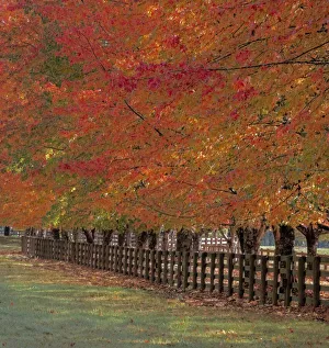 Images Dated 12th July 2022: USA, Washington State, North Bend fence and tree lined driveway in fall colors