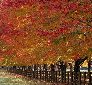 Images Dated 12th July 2022: USA, Washington State, North Bend fence and tree lined driveway in fall colors