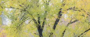 New Images August 2022 Prints: USA, Washington State, North Bend tree trunks and golden autumn leaves