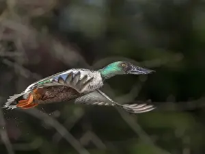 Images Dated 17th April 2015: USA, Washington State. Northern Shoveler (Anas clypeata) male in flight