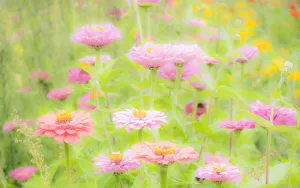 Zinnia Prints: USA, Washington State, Oakville, Pacific Northwest zinnia flower