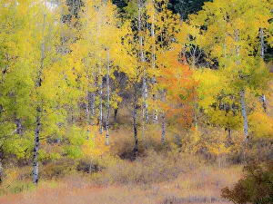 Images Dated 21st July 2022: USA, Washington State, Okanogan County. Aspen trees in the fall