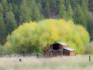 Images Dated 21st July 2022: USA, Washington State, Okanogan County. Old barn in a field in the fall