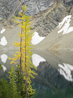 USA, Washington State. Okanogan-Wenatchee National Forest, Larch trees, at Blue Lake