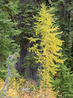 Images Dated 26th July 2019: USA, Washington State. Okanogan-Wenatchee National Forest, Colorful young Larch trees