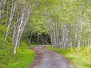 New Images August 2022 Prints: USA, Washington State, Old Cascade Highway off of Highway 2