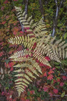 USA, Washington State, Olympic National Forest. Bracken fern and vine maple. Credit as