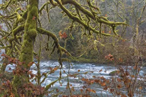 Landscape Prints: USA, Washington State, Olympic National Forest. River and moss-covered trees. Credit as