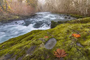 Images Dated 2nd January 2018: USA, Washington State, Olympic National Forest