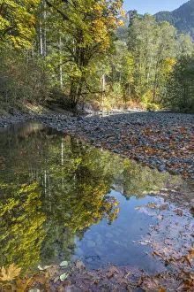 Images Dated 16th October 2017: USA, Washington State, Olympic National Forest. Fall forest colors reflect in water