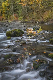 Images Dated 16th October 2017: USA, Washington State, Olympic National Forest. Fall forest colors and river. Credit as