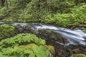 USA, Washington State, Olympic National Forest. Big Quilcene River rapids. Credit as