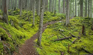 USA, Washington State, Olympic National Forest. Panoramic of Lower Dungeness Trail in