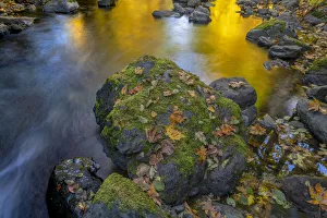 Images Dated 2nd June 2020: USA, Washington State, Olympic National Forest. Reflections of autumn in Rocky Creek