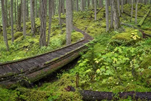 Images Dated 2nd June 2020: USA, Washington State, Olympic National Forest. Panoramic of Lower Dungeness Trail in