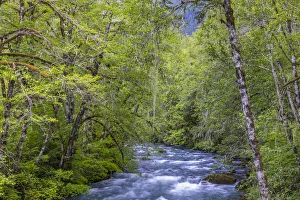 Images Dated 4th October 2021: USA, Washington State, Olympic National Forest. Alder trees and Dosewallips River