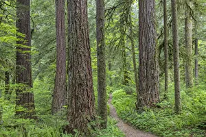 Images Dated 4th October 2021: USA, Washington State, Olympic National Forest. Trail through old growth forest