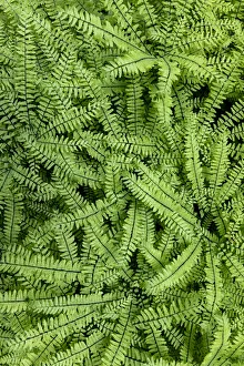 Images Dated 4th October 2021: USA, Washington State, Olympic National Forest. Maidenhair ferns close-up