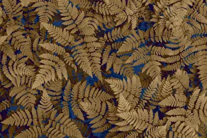Images Dated 4th October 2021: USA, Washington State, Olympic National Forest. Dried oak fern patterns