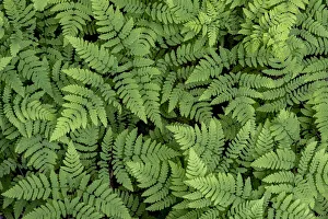 Images Dated 4th October 2021: USA, Washington State, Olympic National Forest. Oak fern patterns
