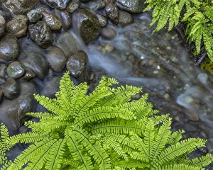Images Dated 4th October 2021: USA, Washington State, Olympic National Forest. Maidenhair ferns and rocky stream