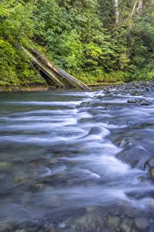 USA, Washington State, Olympic National Forest. Rapids on Duckabush River