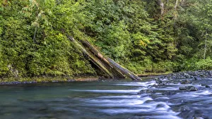 Images Dated 1st November 2021: USA, Washington State, Olympic National Forest. Rapids on Duckabush River