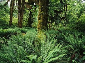 USA, Washington State, Olympic National Park, View of Club Moss Hoh Rainforest