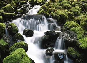 USA, Washington State, Olympic National Park, Creek near Sol Duc Falls