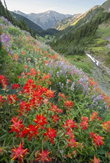 Images Dated 18th July 2014: USA, Washington State, Olympic National Park