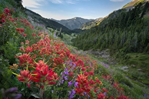 Images Dated 18th July 2014: USA, Washington State, Olympic National Park