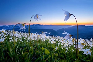 Images Dated 10th August 2011: USA, Washington State, Olympic National Park