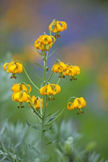 Images Dated 4th August 2011: USA, Washington State, Olympic National Park
