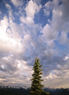 USA, Washington State, Olympic National Park, Afternoon clouds atop Hurricane Ridge