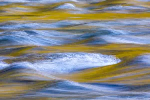 USA, Washington State, Olympic National Park. Golden river reflections from sunlit maple trees