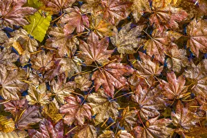 Images Dated 2nd October 2017: USA, Washington State, Olympic National Park. Fall vine maple leaves floating in pool