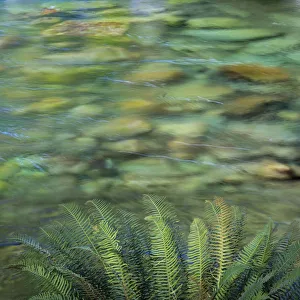 Images Dated 2nd October 2017: USA, Washington State, Olympic National Park. Sword ferns along Sol Duc River. Credit as